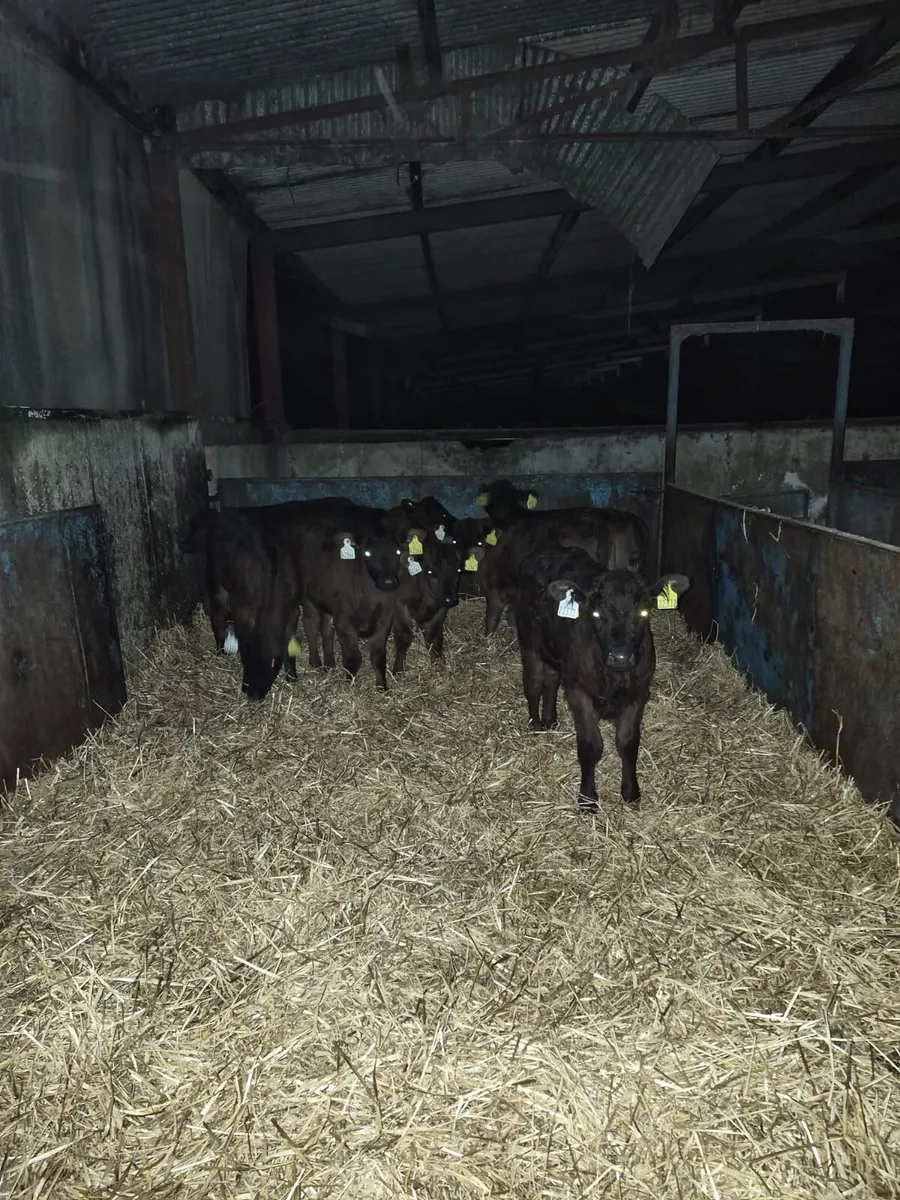 17 Limousin Calves - Image 3