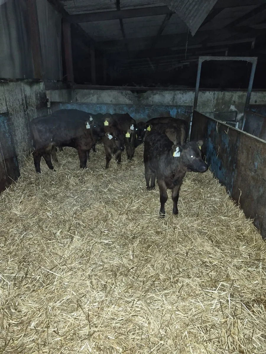 17 Limousin Calves - Image 4