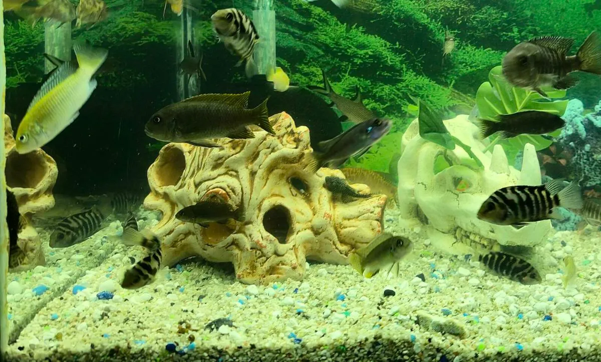 Tropical Fish Cichlid and Bala - Image 2