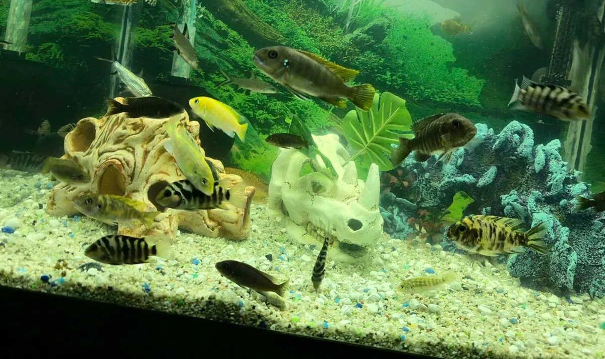Tropical Fish Cichlid and Bala - Image 3