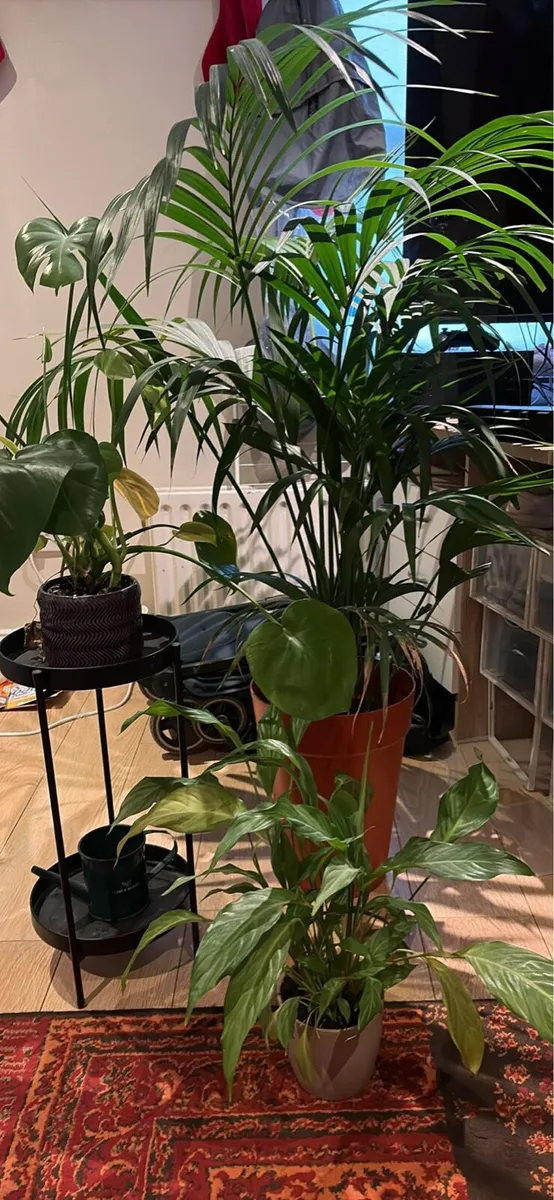 Houseplant bundle - Image 1