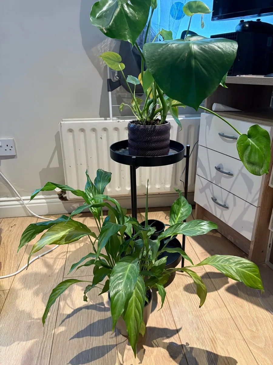 Houseplant bundle - Image 2