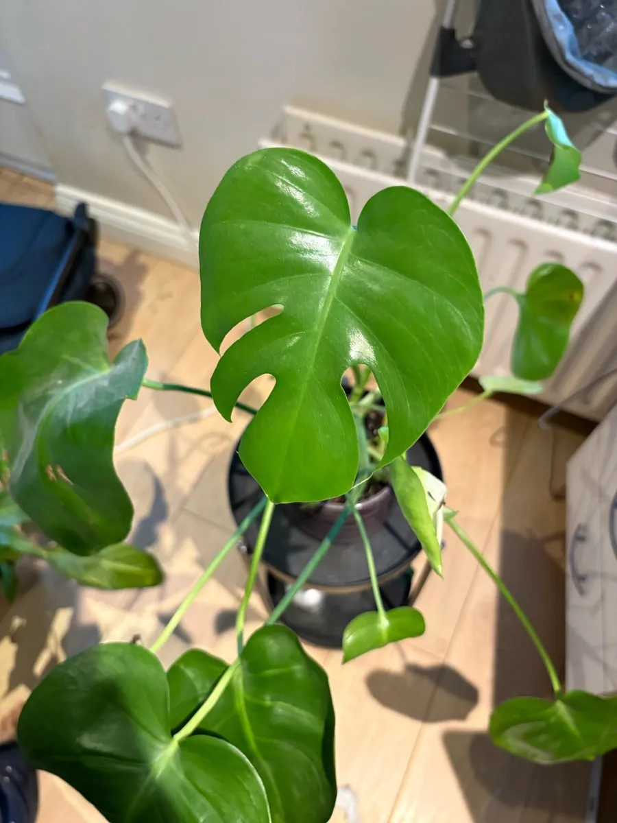 Houseplant bundle - Image 3