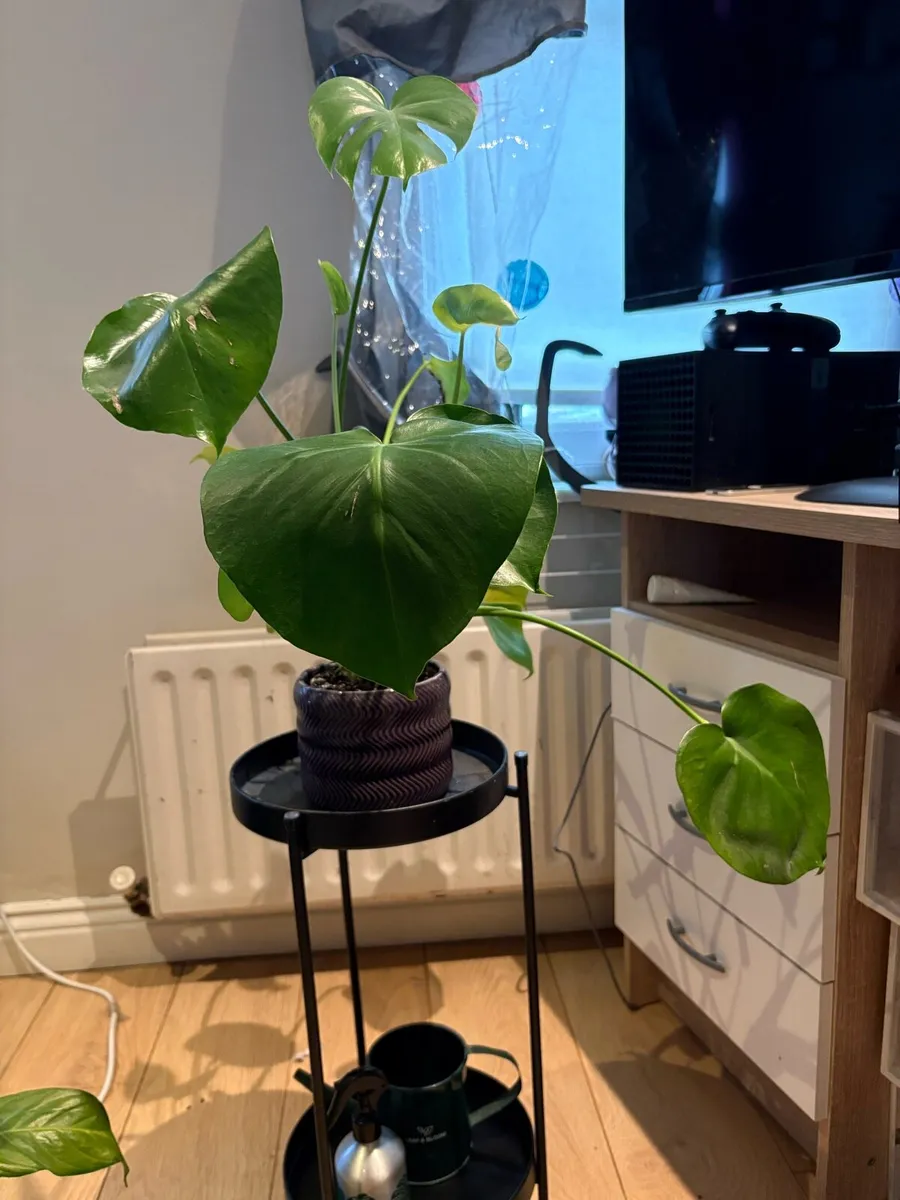 Houseplant bundle - Image 4