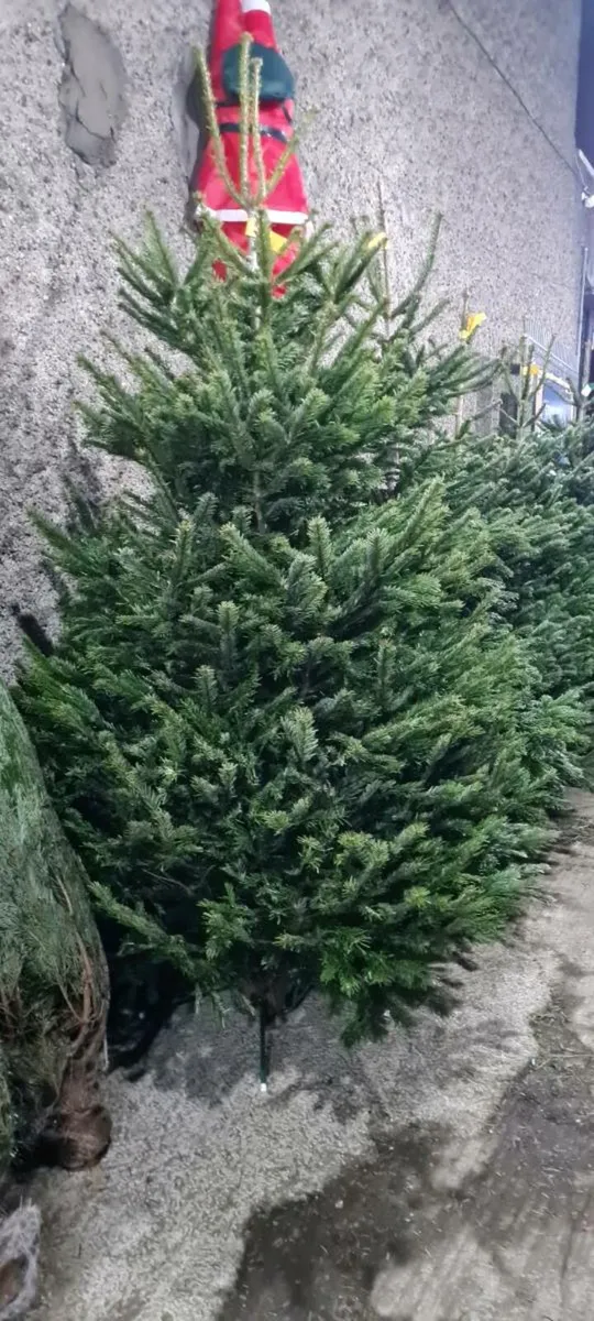 Real Christmas trees - Image 1