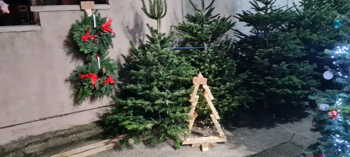Real Christmas trees - Image 2