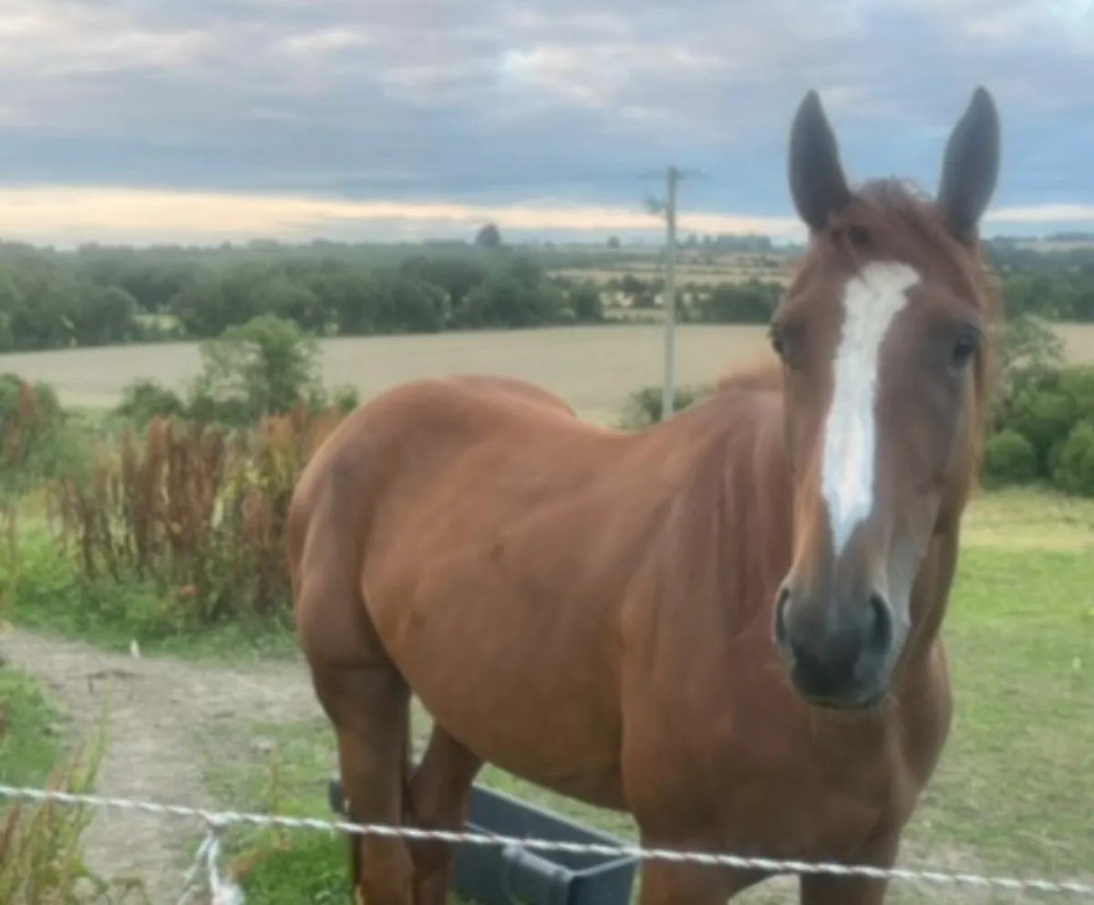 4yr Unbroken - Image 1