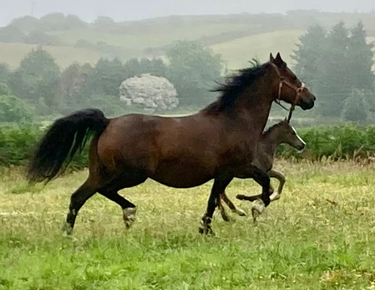 Welsh sec c mare - Image 1