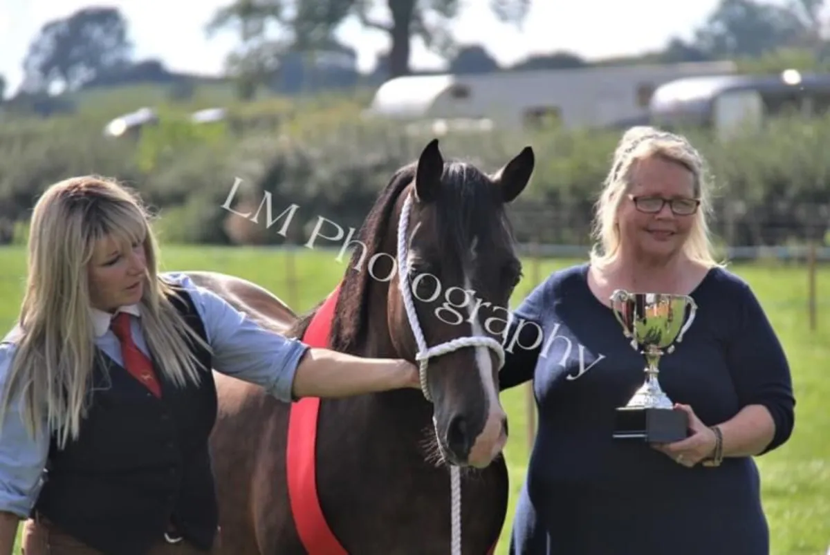 Welsh sec c mare - Image 2