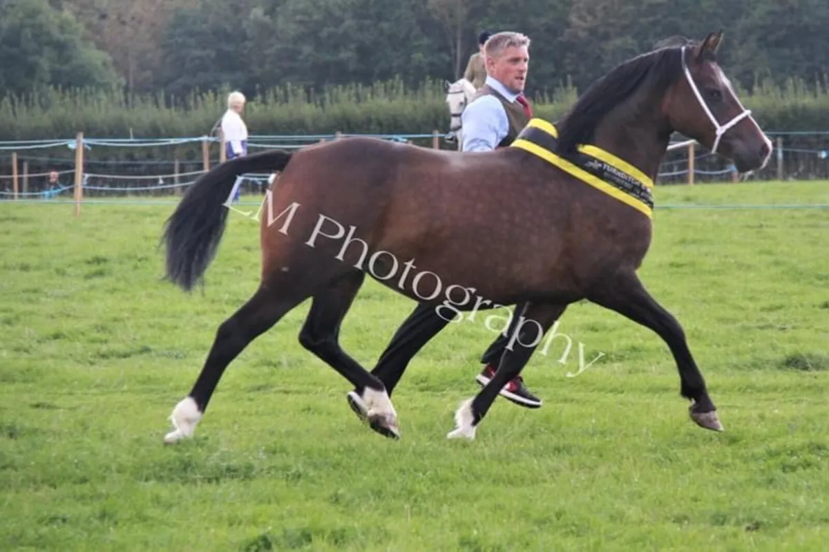 Welsh sec c mare - Image 3