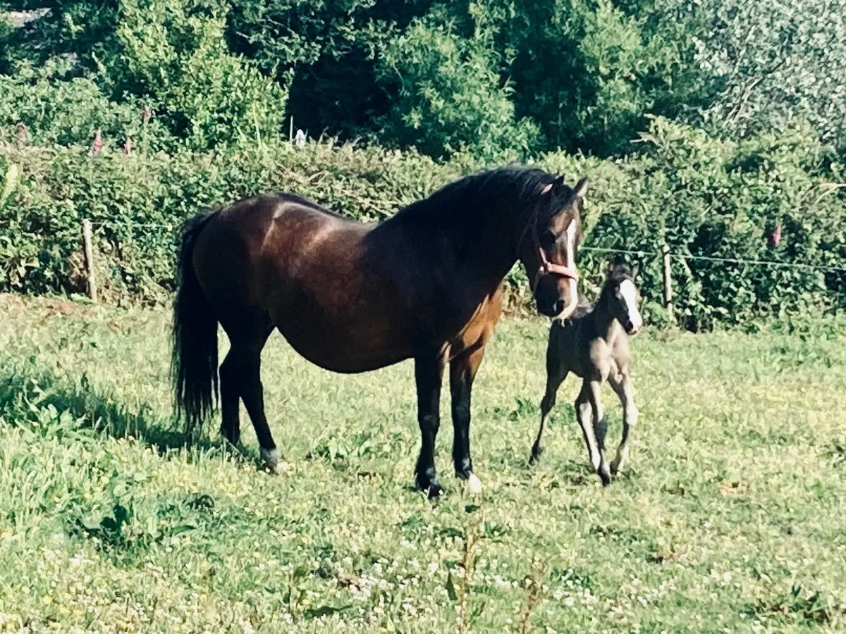 Welsh sec c mare - Image 4