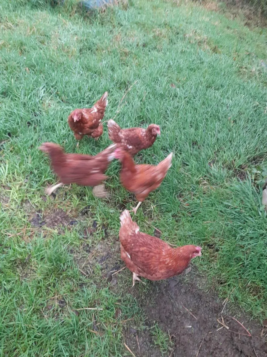 5 point of lay hybrid pullets - Image 2