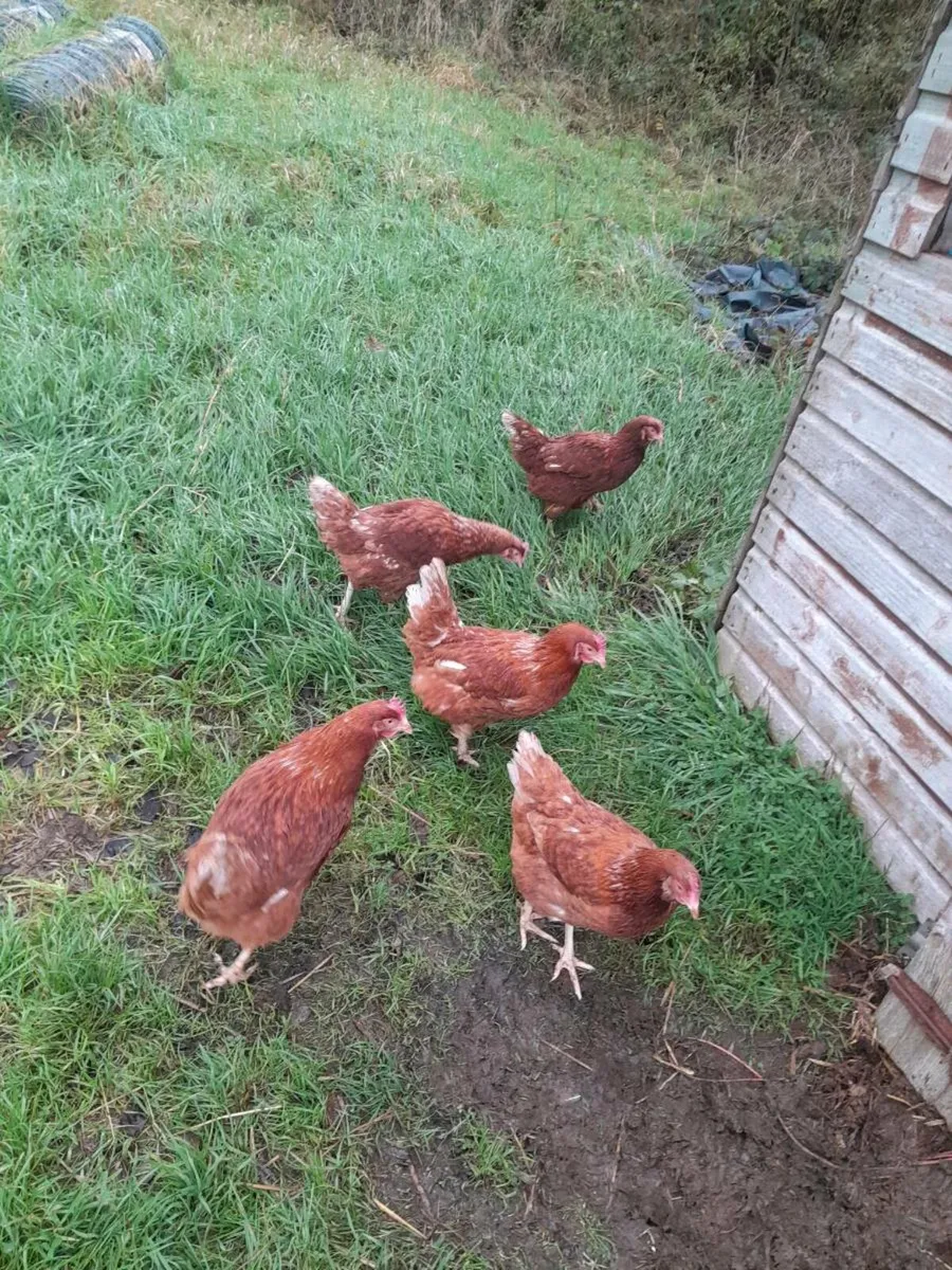 5 point of lay hybrid pullets - Image 1