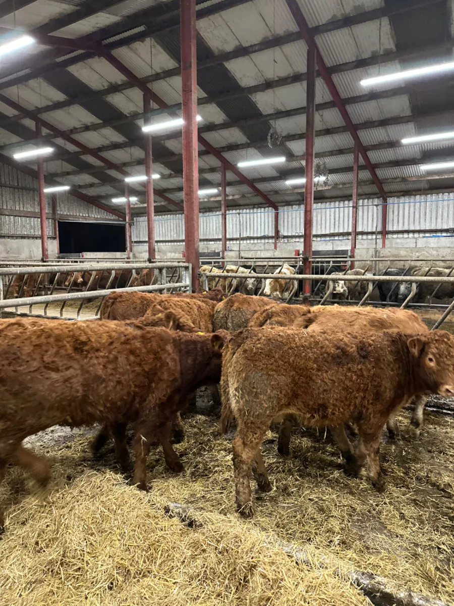 Lim heifers - Image 4