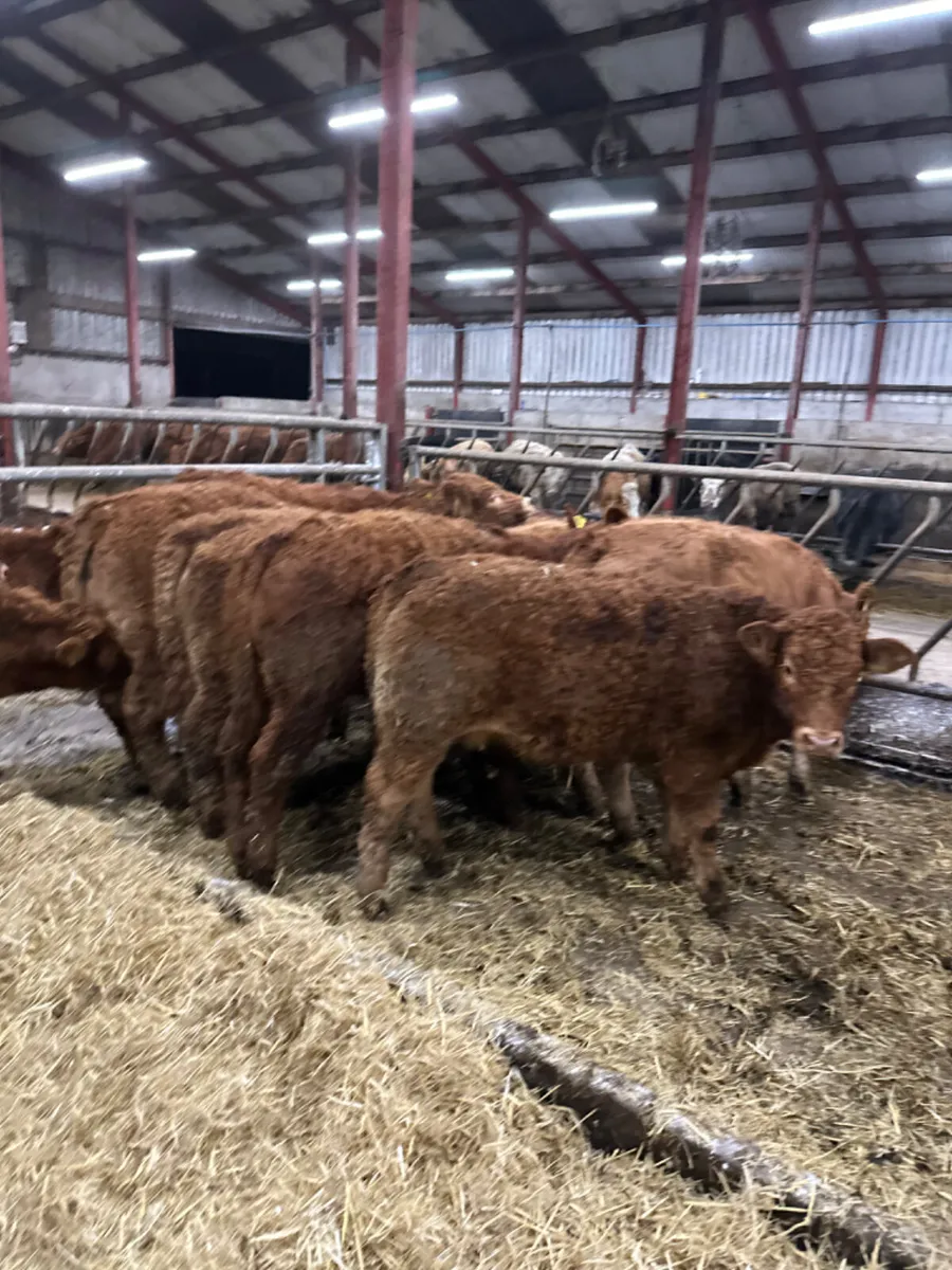 Lim heifers - Image 2