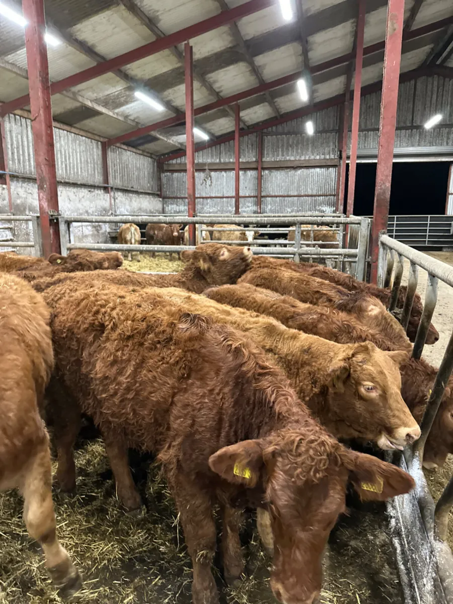 Lim heifers - Image 1