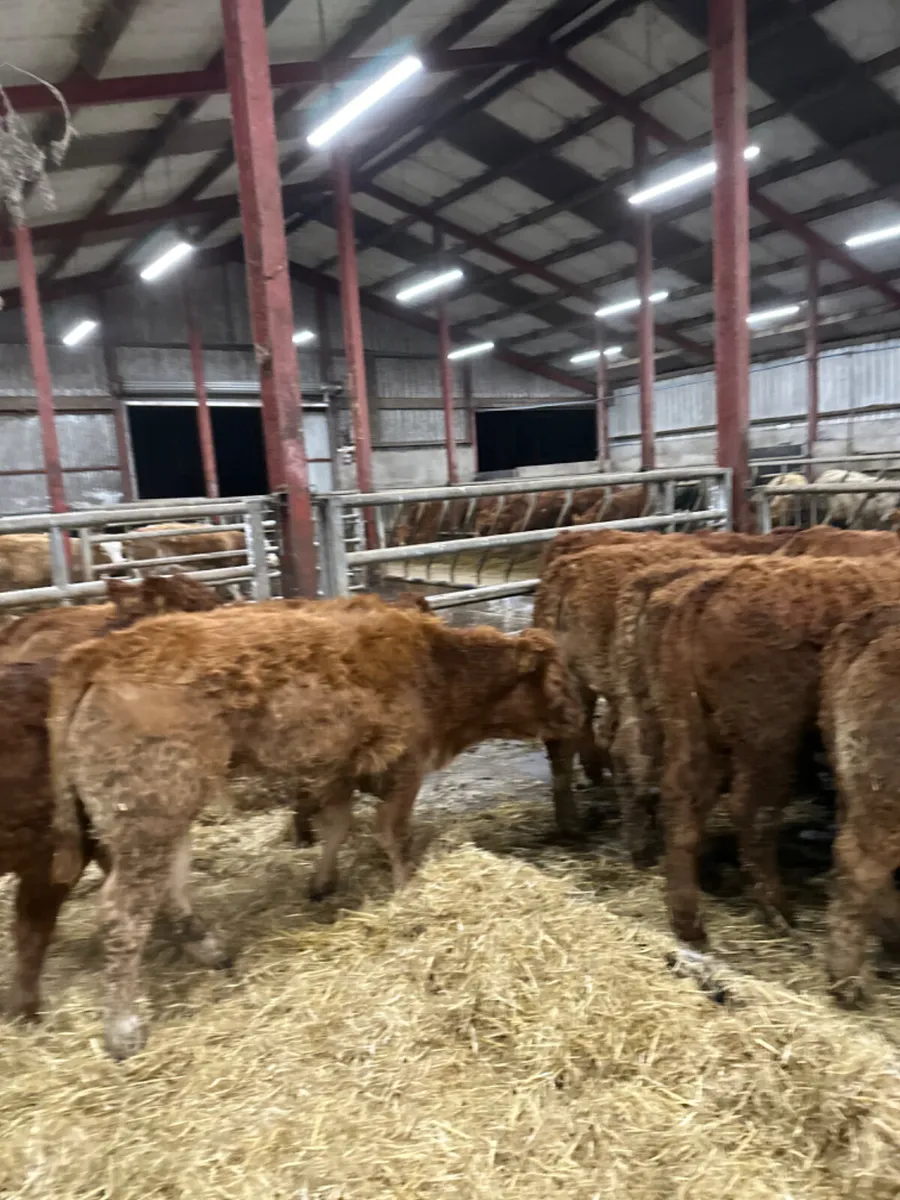 Lim heifers - Image 3