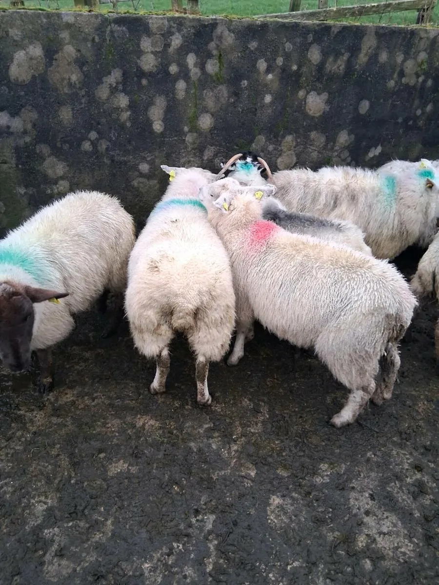 14 ewe lambs - Image 1