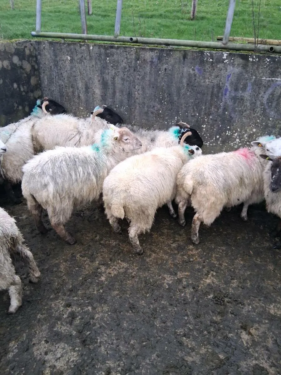 14 ewe lambs - Image 2