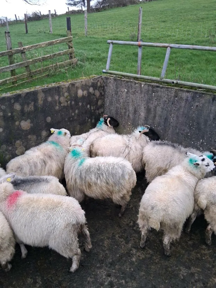 14 ewe lambs - Image 3