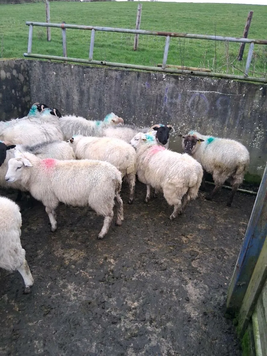 14 ewe lambs - Image 4