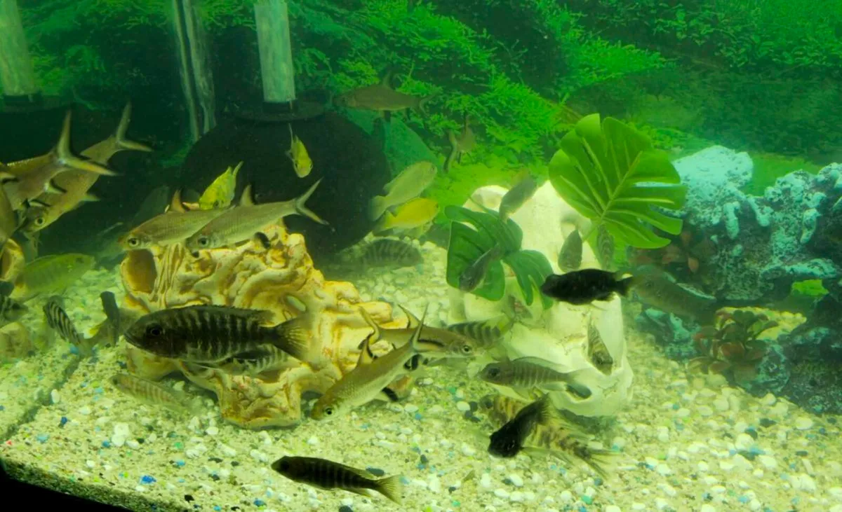 Tropical Fish Cichlid and Bala - Image 1