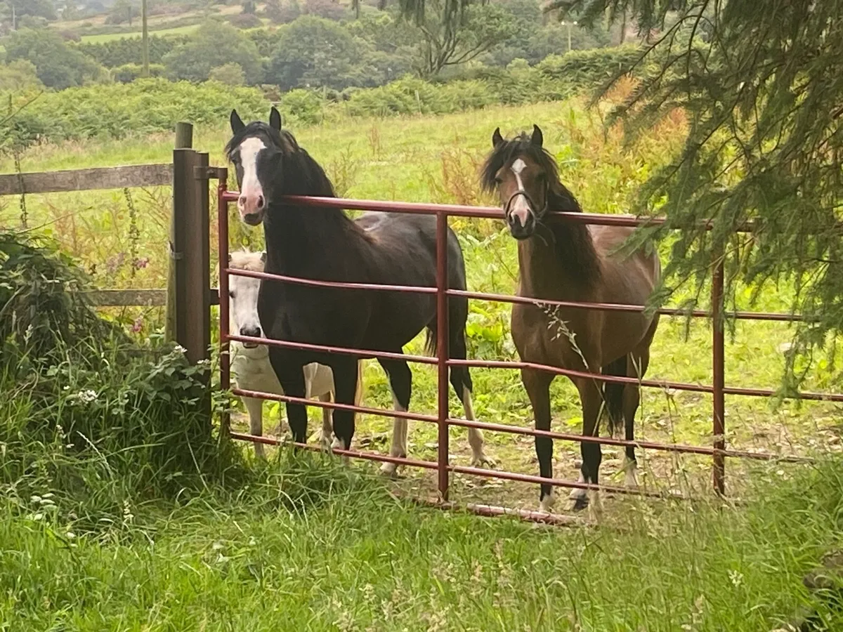 Welsh sec c yearling filly - Image 3