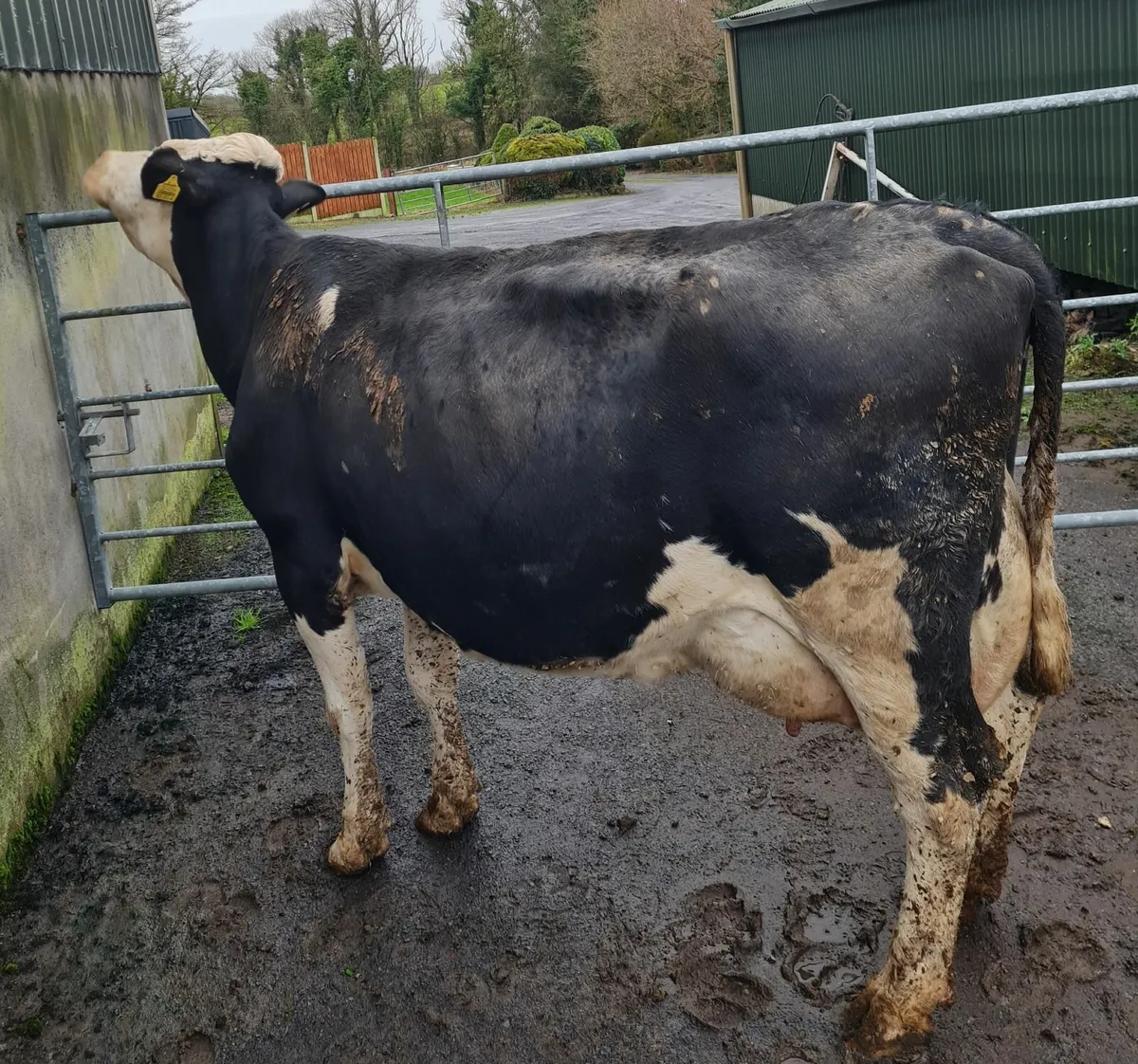 Dairy Simmental Cow - Image 3