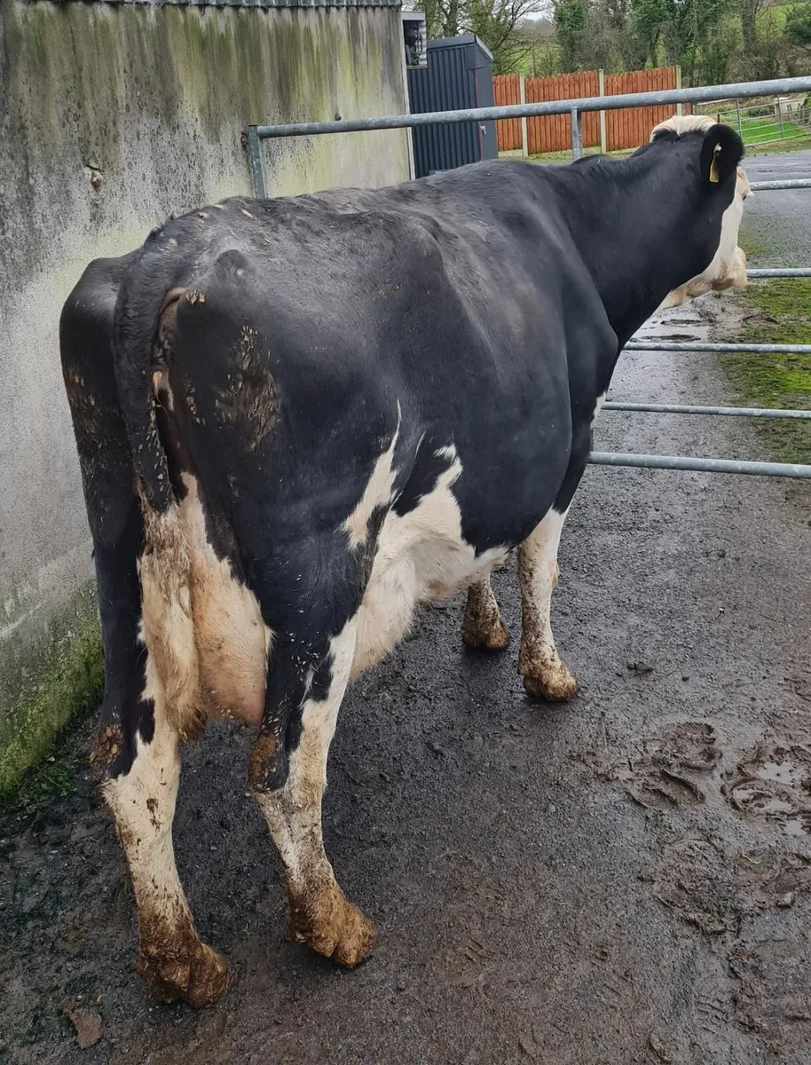 Dairy Simmental Cow - Image 4