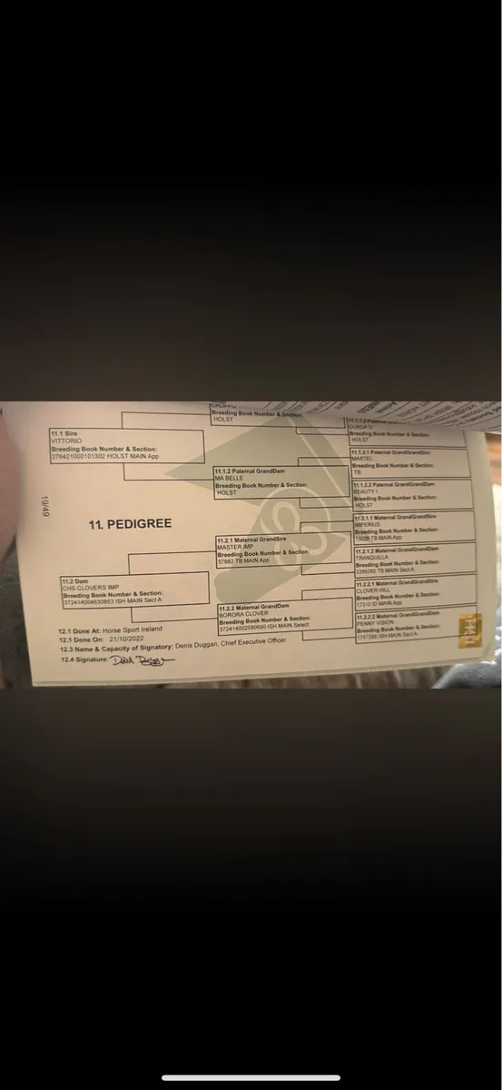 3Yo ish Gelding - Image 2