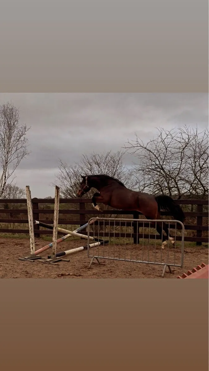 3Yo ish Gelding - Image 3