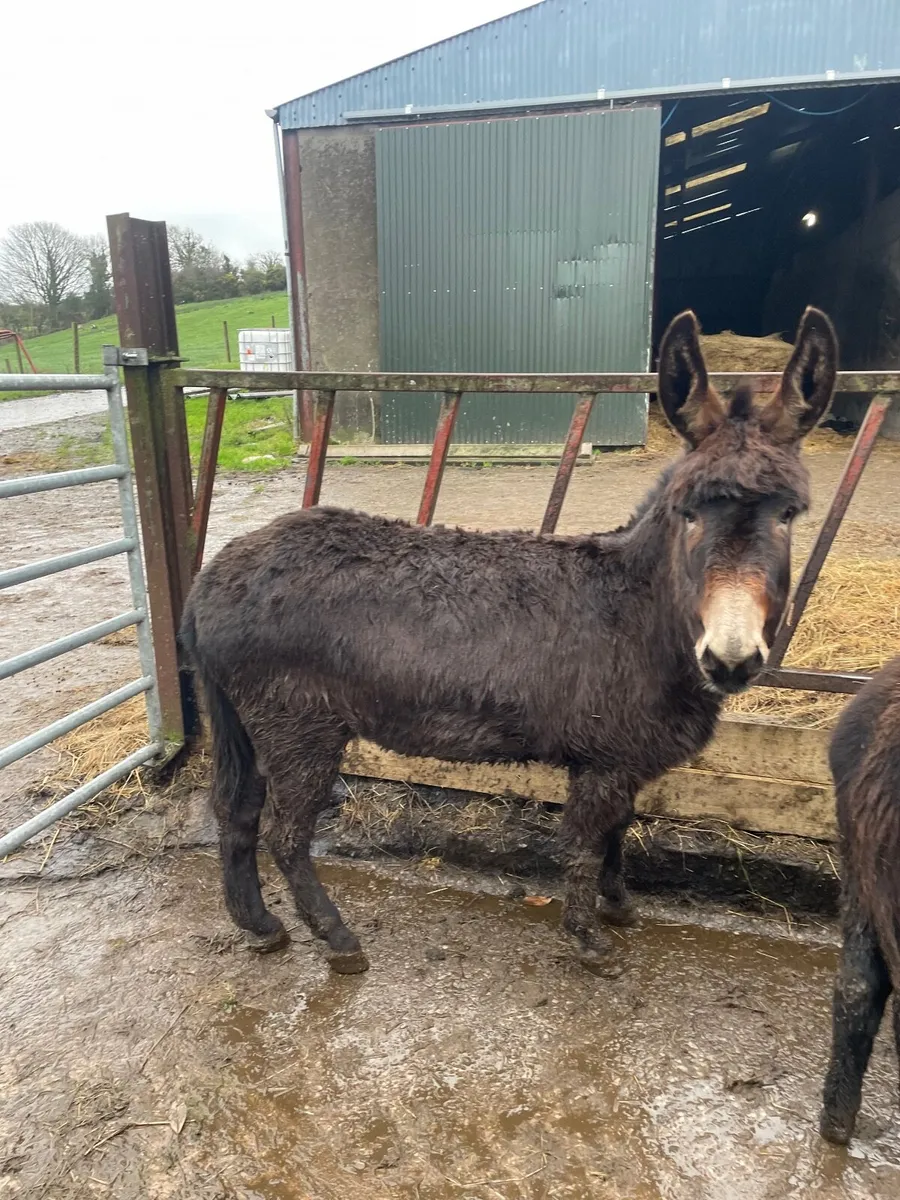 Donkey - Image 2