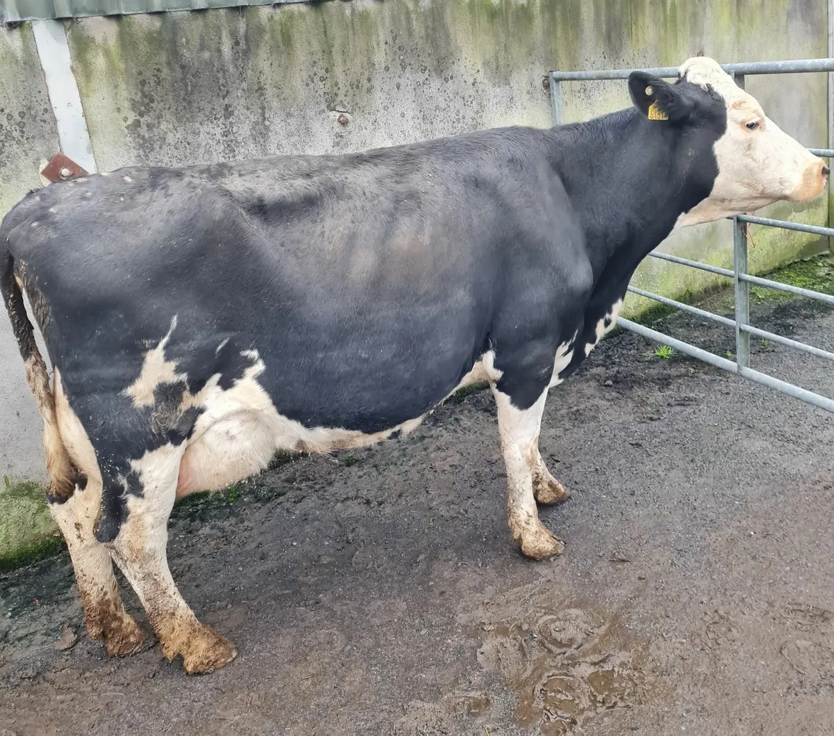 Dairy Simmental Cow - Image 1