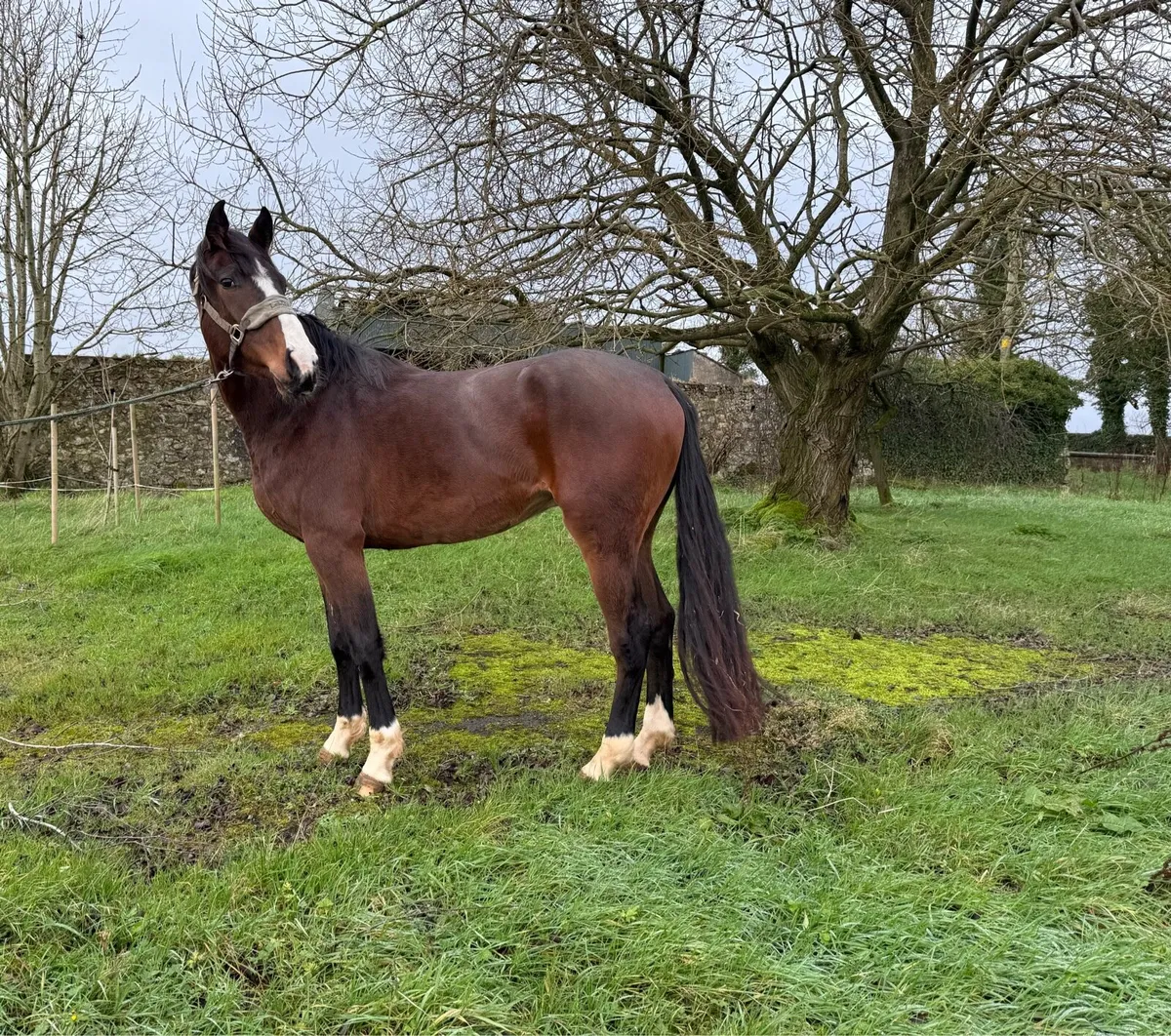 3Yo ish Gelding - Image 1