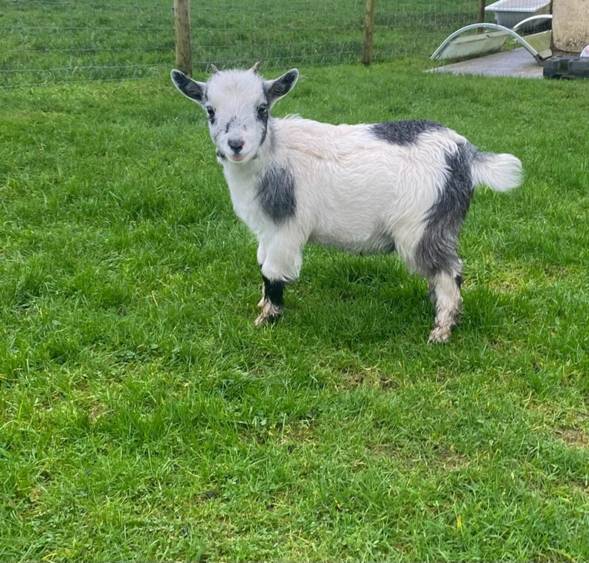 Female Pygmy Goat - Image 1