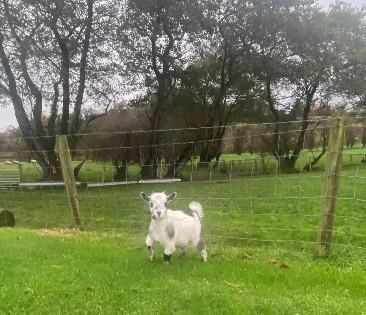 Female Pygmy Goat - Image 2