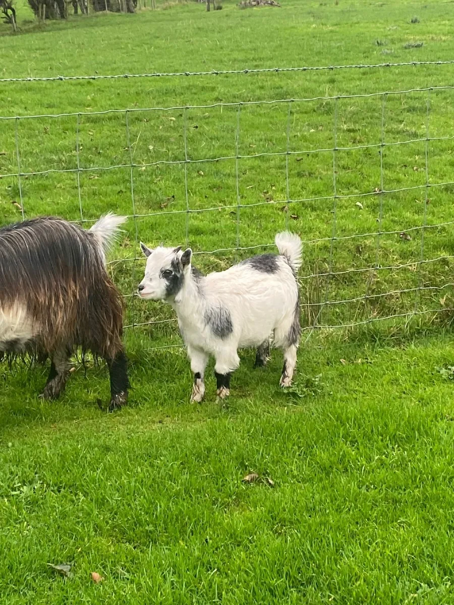 Female Pygmy Goat - Image 3