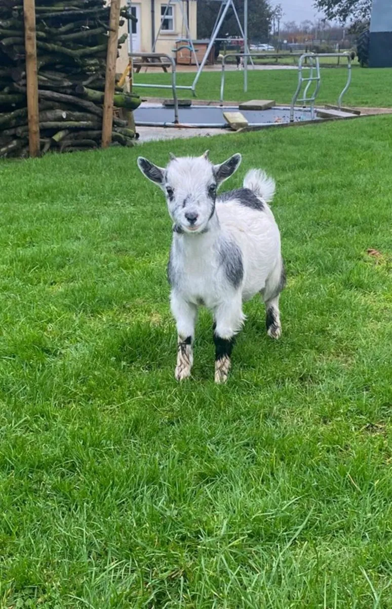 Female Pygmy Goat - Image 4