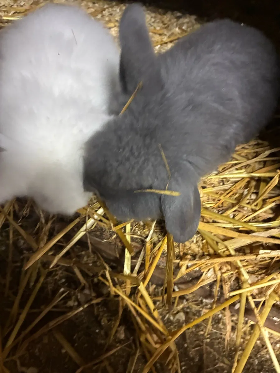 Baby rabbits - Image 1