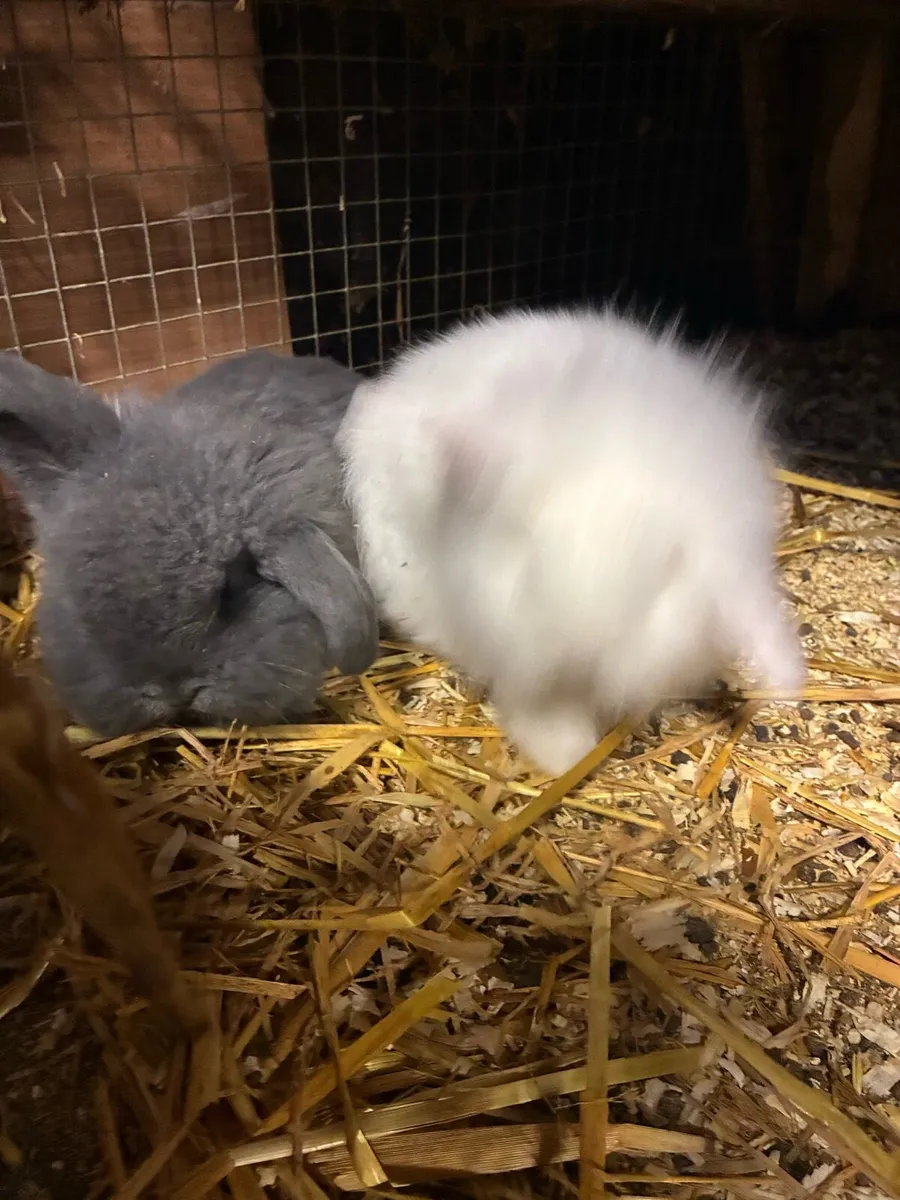 Baby rabbits - Image 2