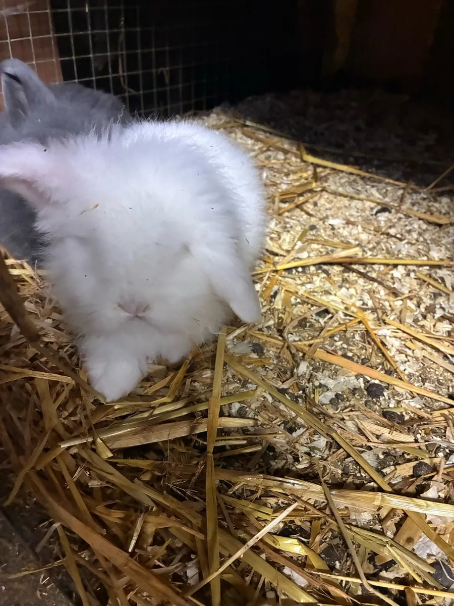 Baby rabbits - Image 3