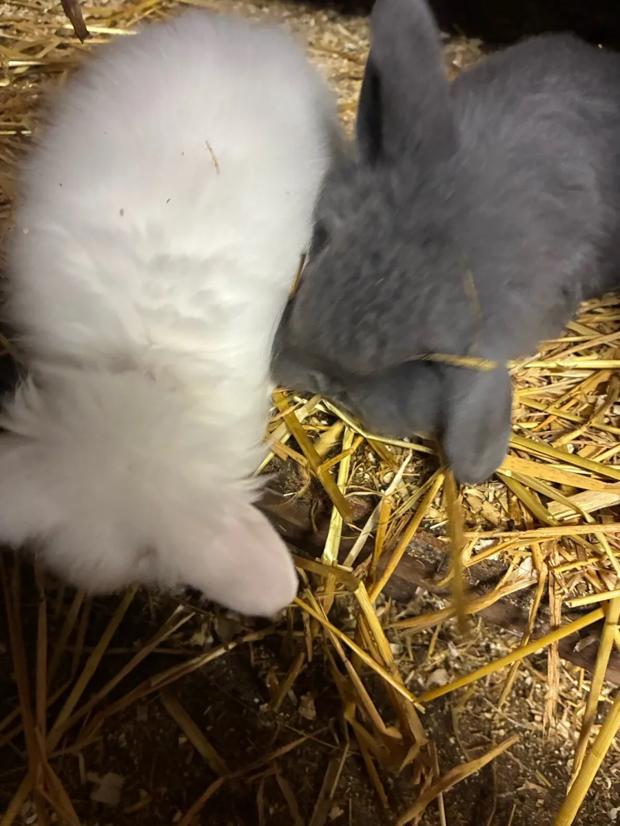 Baby rabbits - Image 4