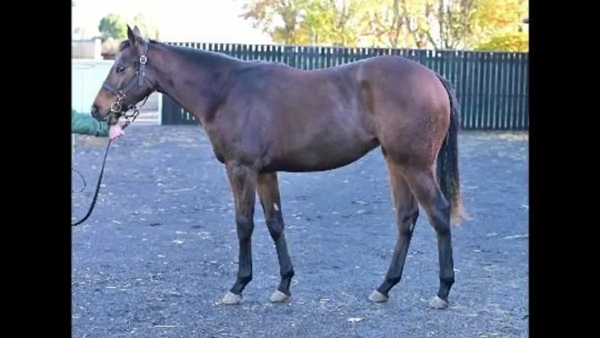 TB Yearling filly - Image 2