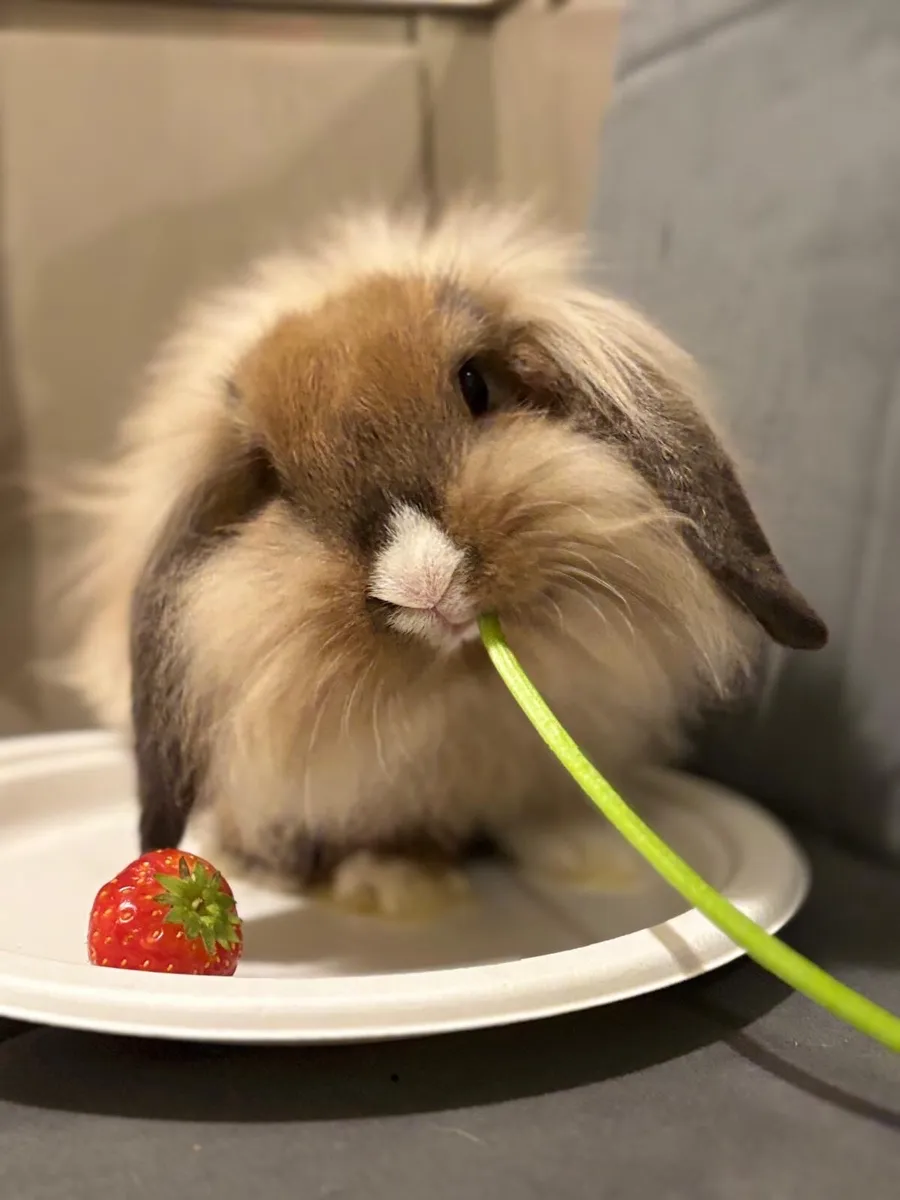 Rabbit minilop - Image 1