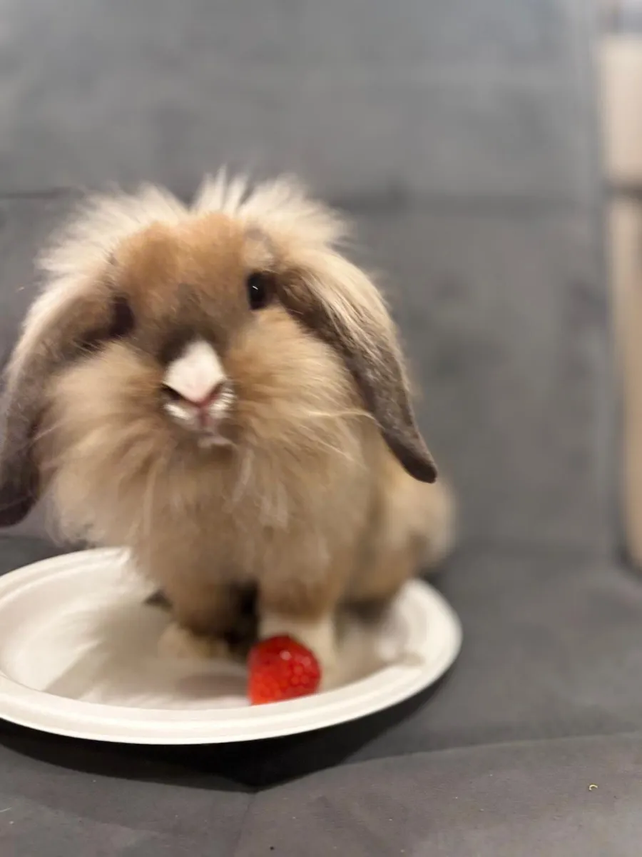 Rabbit minilop - Image 2