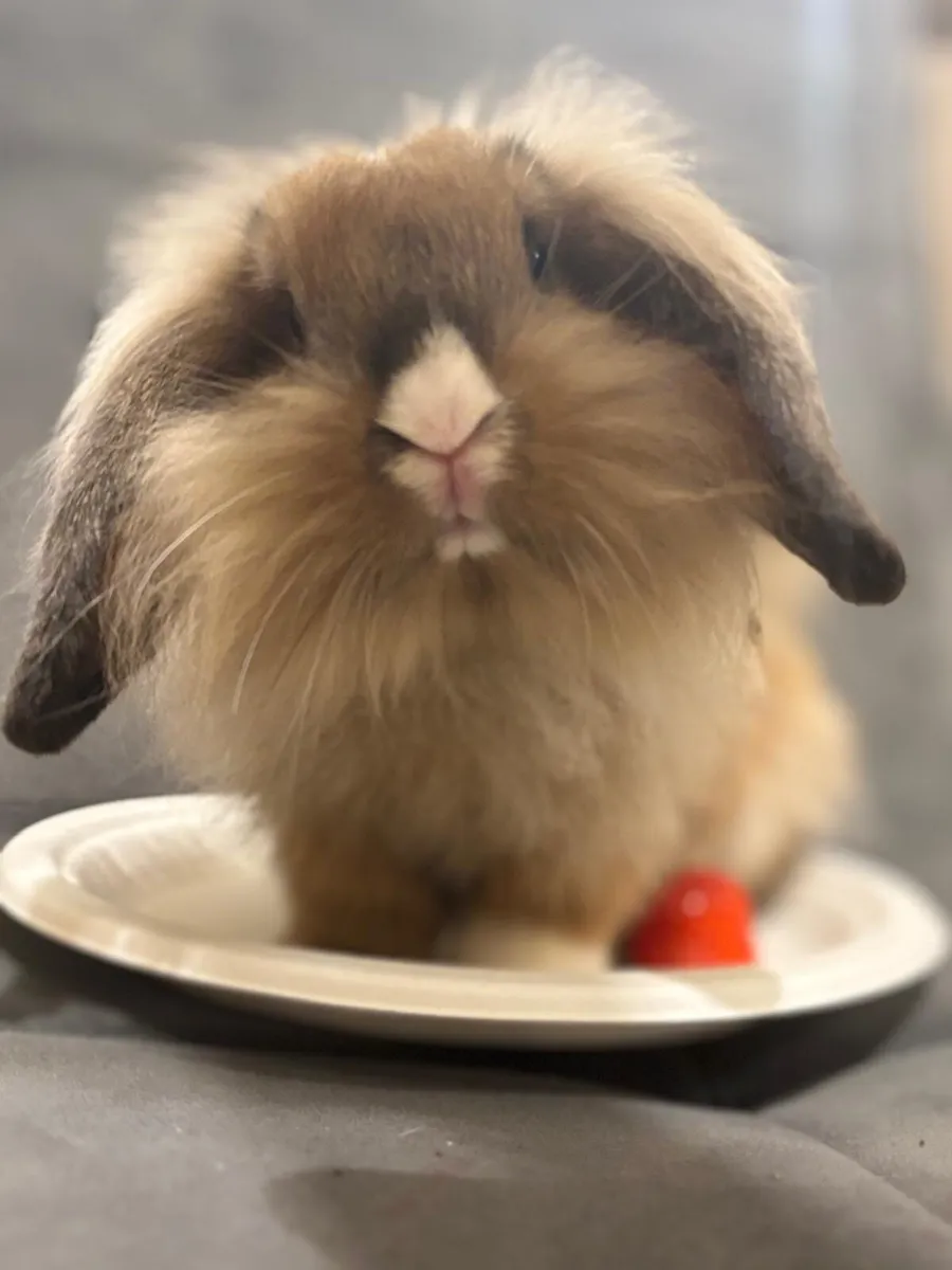 Rabbit minilop - Image 3