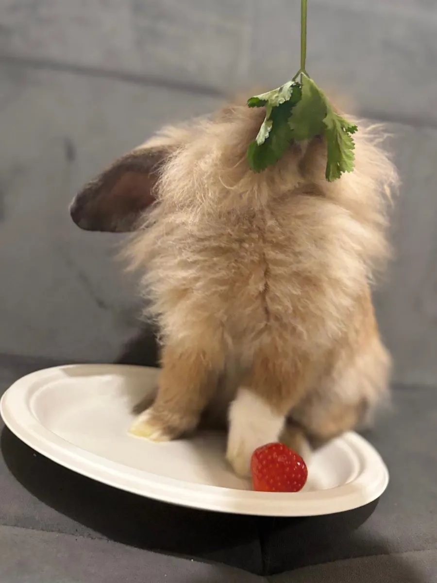 Rabbit minilop - Image 4