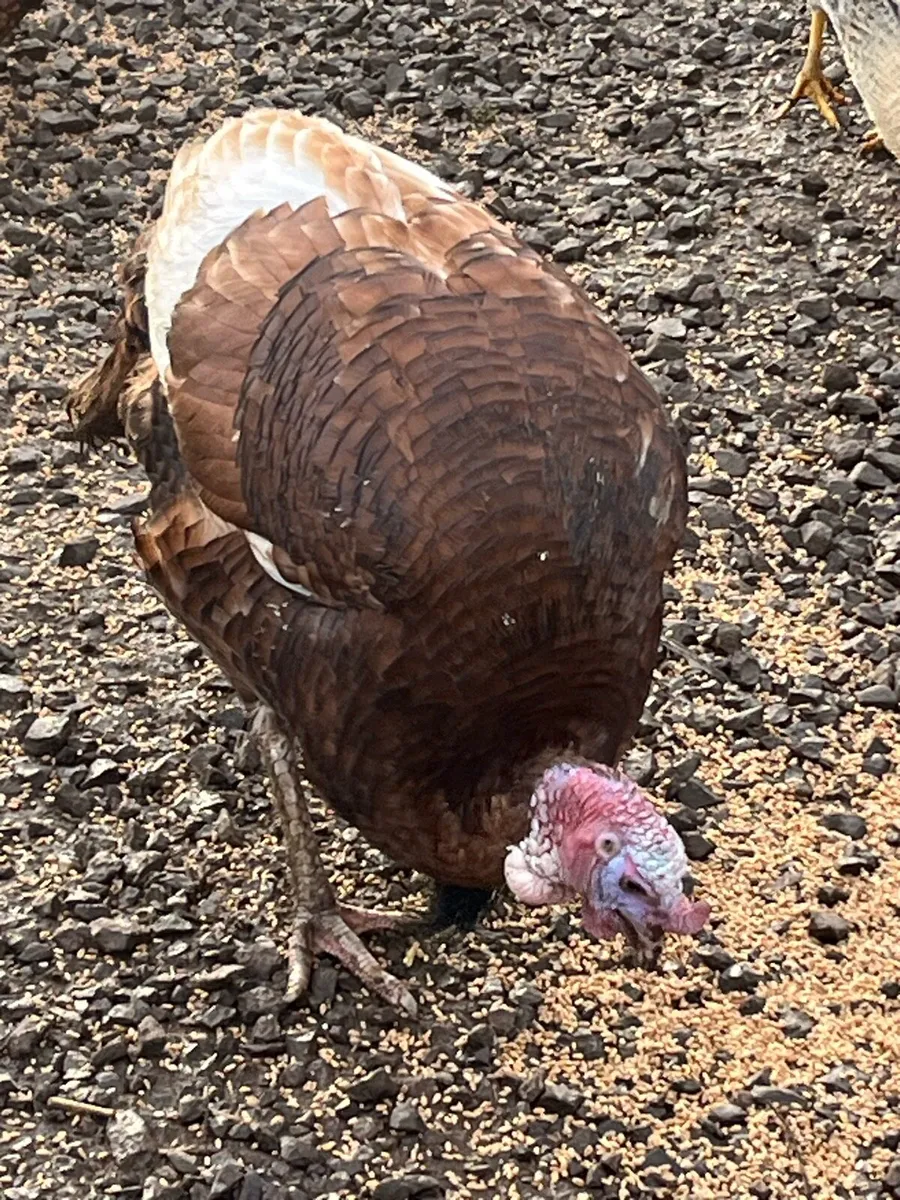 Organic Free Range  Heritage Turkeys - Image 1