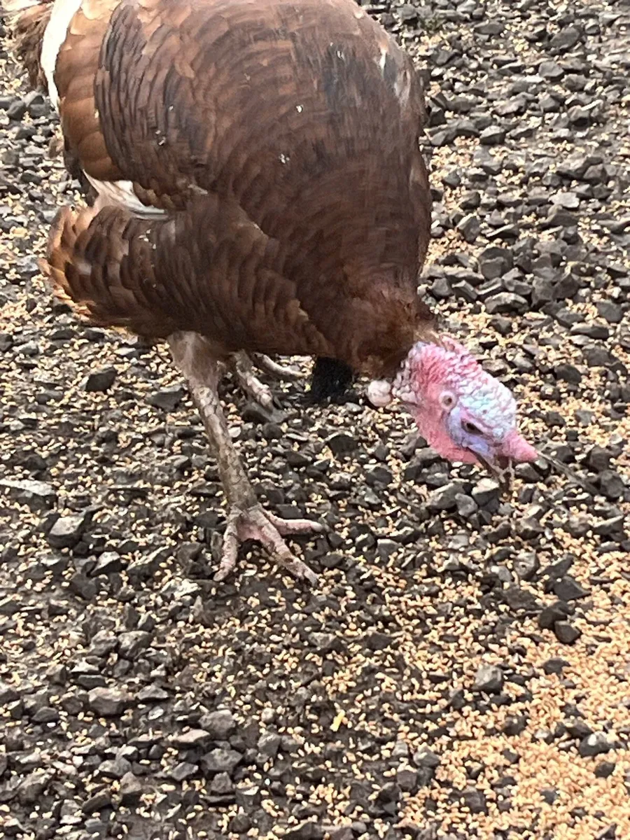 Organic Free Range  Heritage Turkeys - Image 2