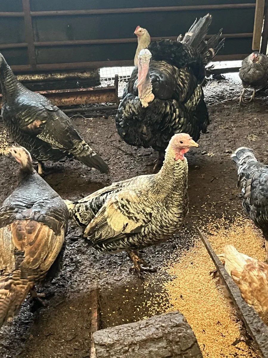 Organic Free Range  Heritage Turkeys - Image 3